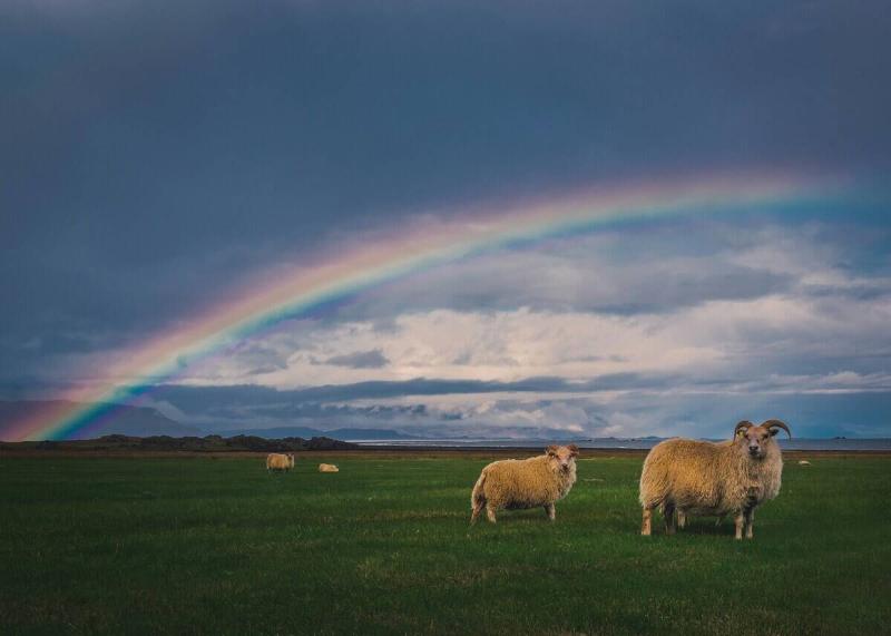 A rainbow arching low over a field that contains some sheep, two close to the camera.