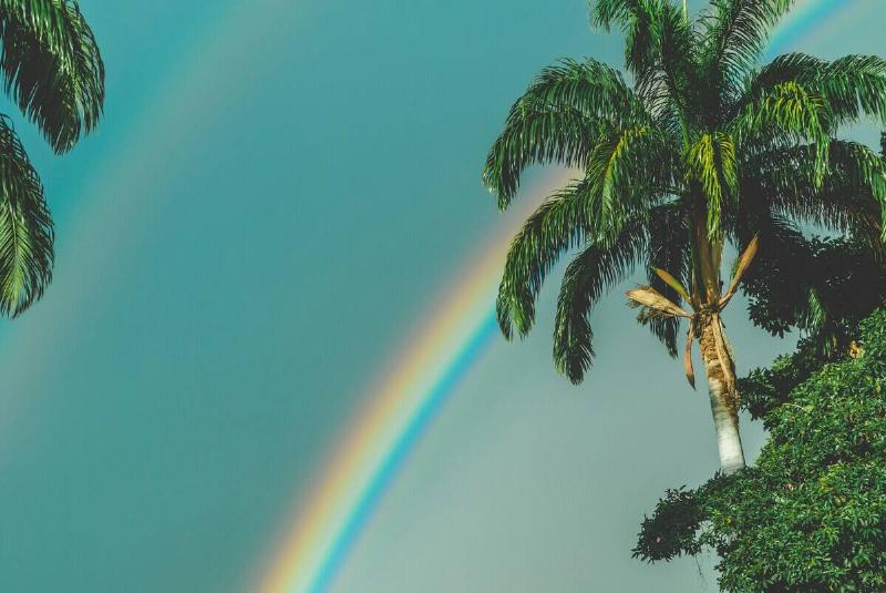 A rainbow in a bright blue sky seen behind some palm trees.