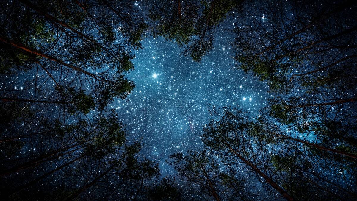 A photo of a starry night sky as seen through a break in the trees.