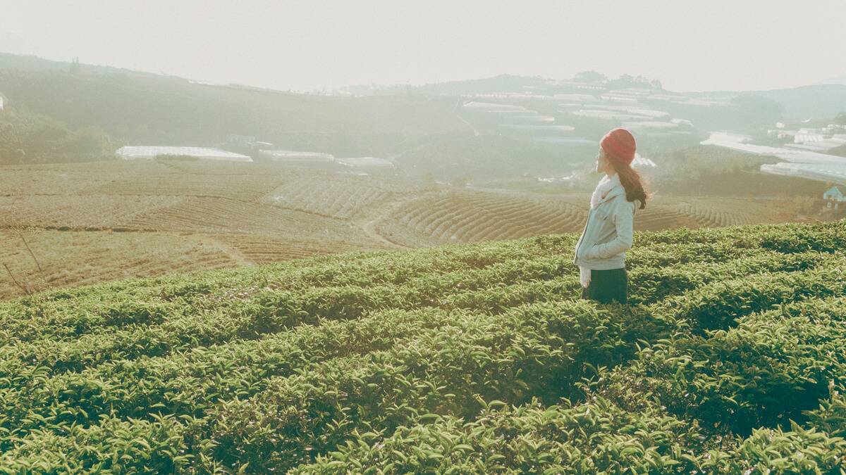 A woman standing in the rows of a rice field, hands in her pockets, looking out at the hills.