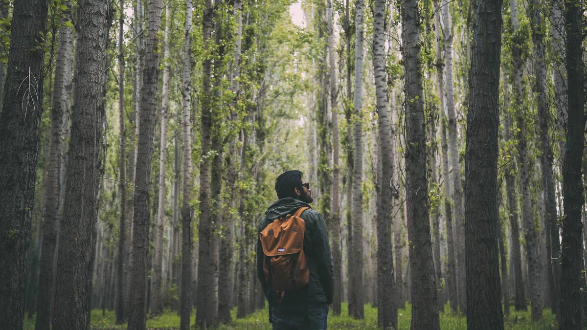 A man standing in a forest of evenly-rowed trees, facing away from the camera, looking upward.