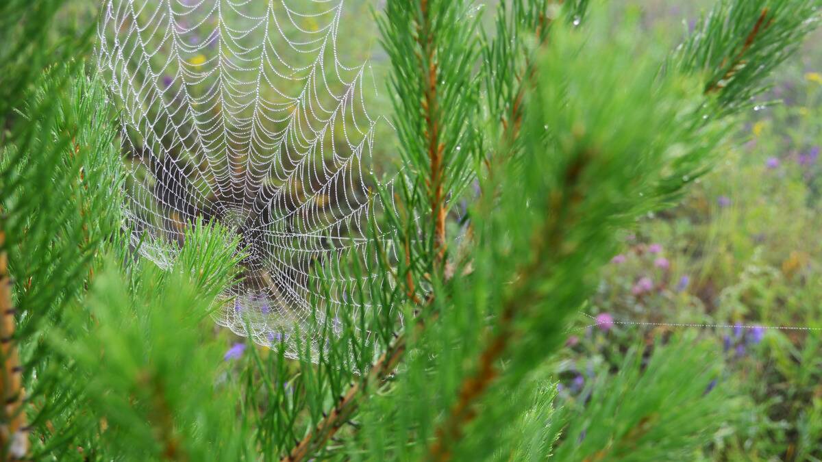 A dew-covered spider web among pine tree branches.