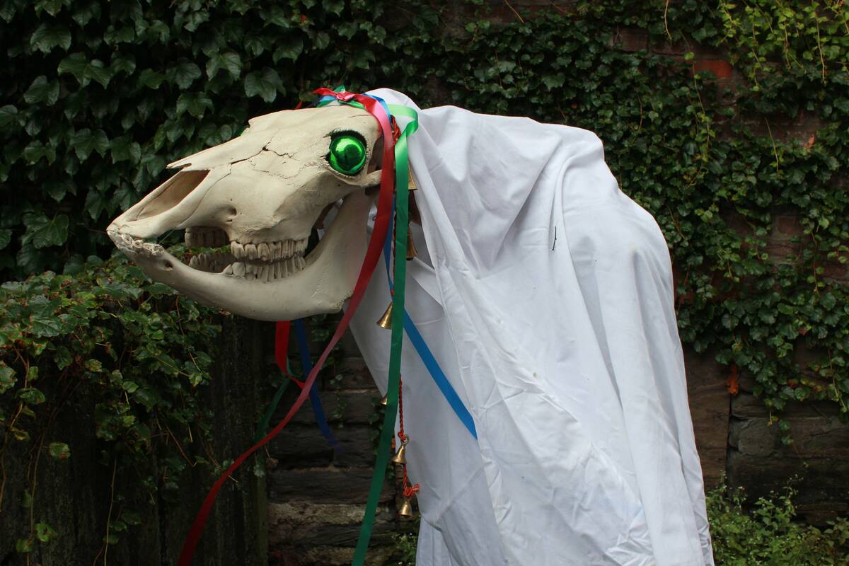 A photo of a Mari Lwyd puppet, the horse skull adorned with ribbons, bells, a green ornament in its eye socket, and a white sheet covering the pole.