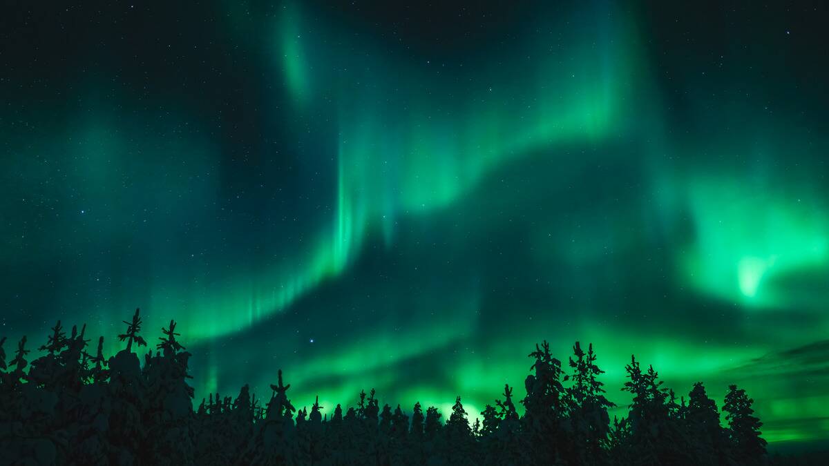 Green and blue aurora borealis shining in the night sky above snow-covered pine trees.