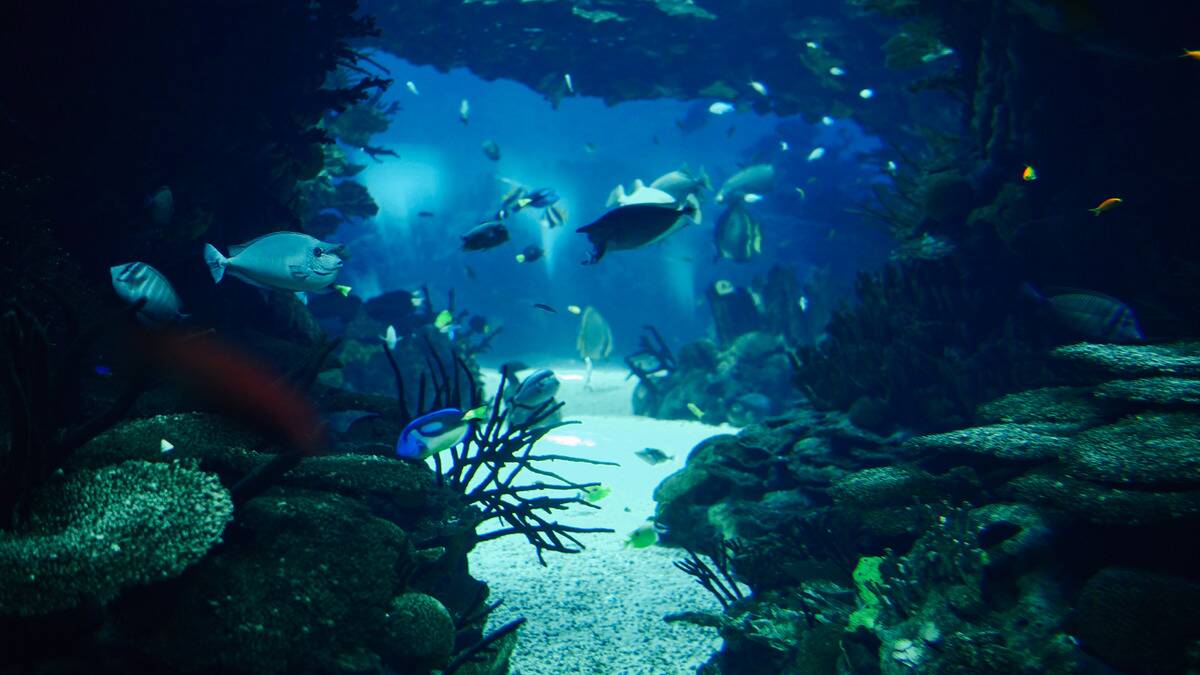 A photo of a large aquarium tank, many fish swimming around.