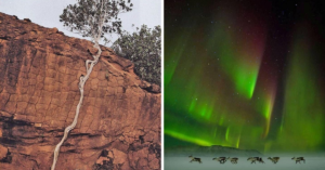 split image of tree in mountain and northern lights