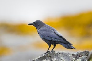 crow standing on rock